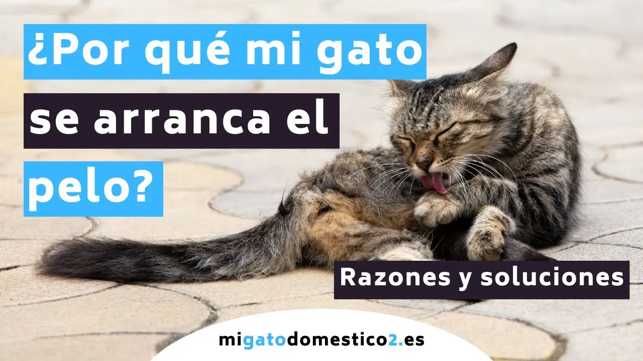 mi gato se arranca el pelo de las patas - Cómo se manifiesta el estrés en los gatos