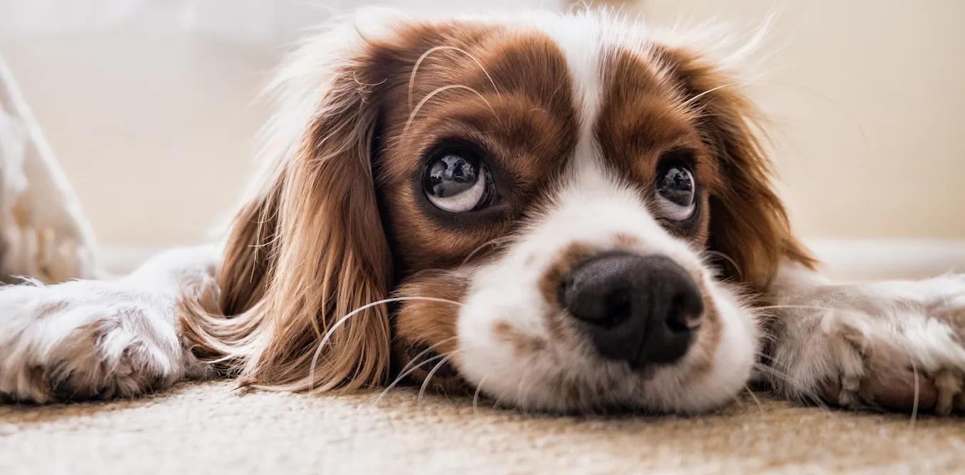 mi perro se arranca el pelo de las patas - Cómo se manifiesta la ansiedad en los perros