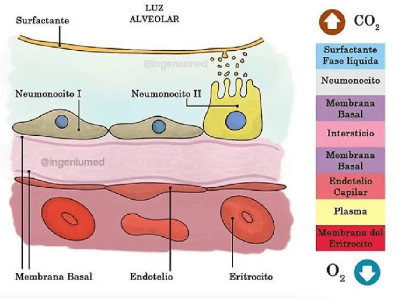 hematosis barrera alveolo capilar - Cómo se produce la hematosis en los sacos alveolares