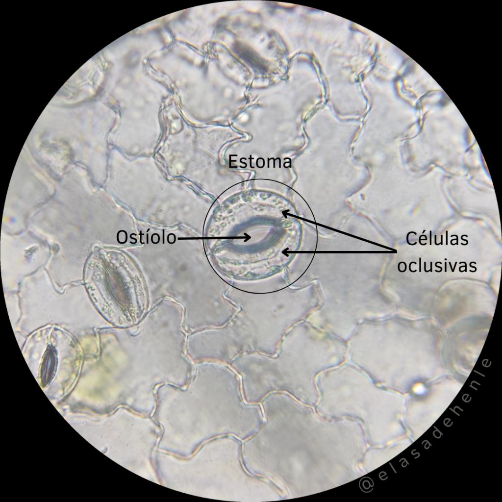 capilar de una olanta al microsxopio - Cómo se realizan las muestras de tejidos vegetales para observar en el microscopio