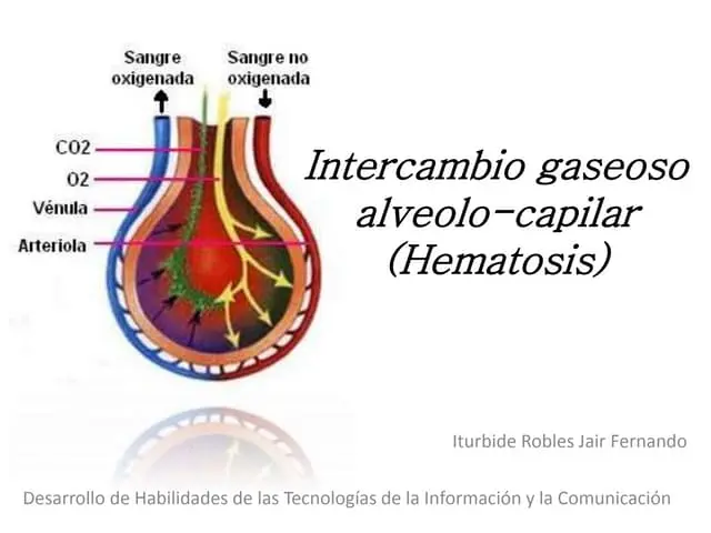 membrana alveolo capilar intercambio de gases - Cómo se regula el intercambio de gases