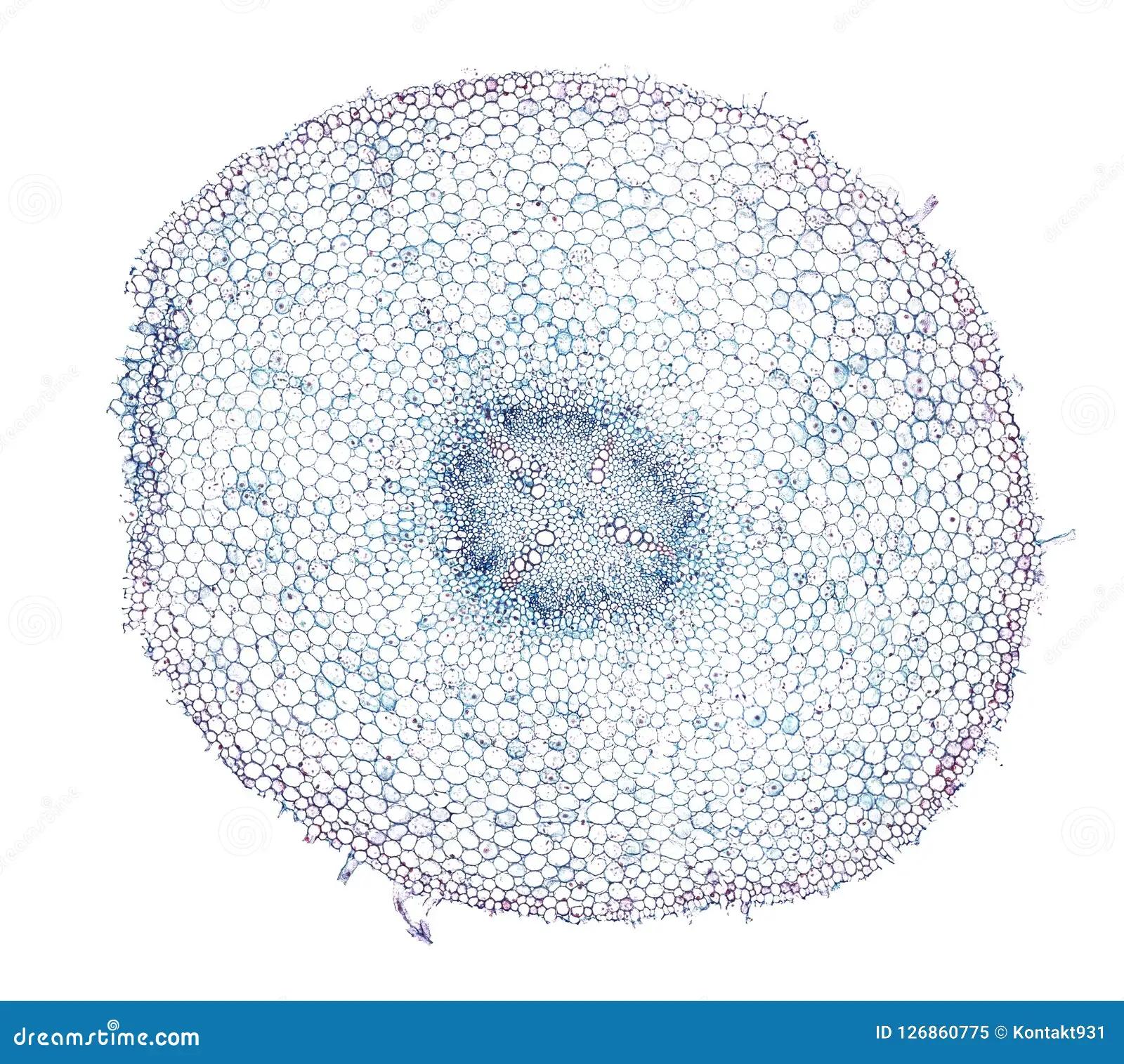 capilar de una olanta al microsxopio - Cómo se ve la célula vegetal en un microscopio