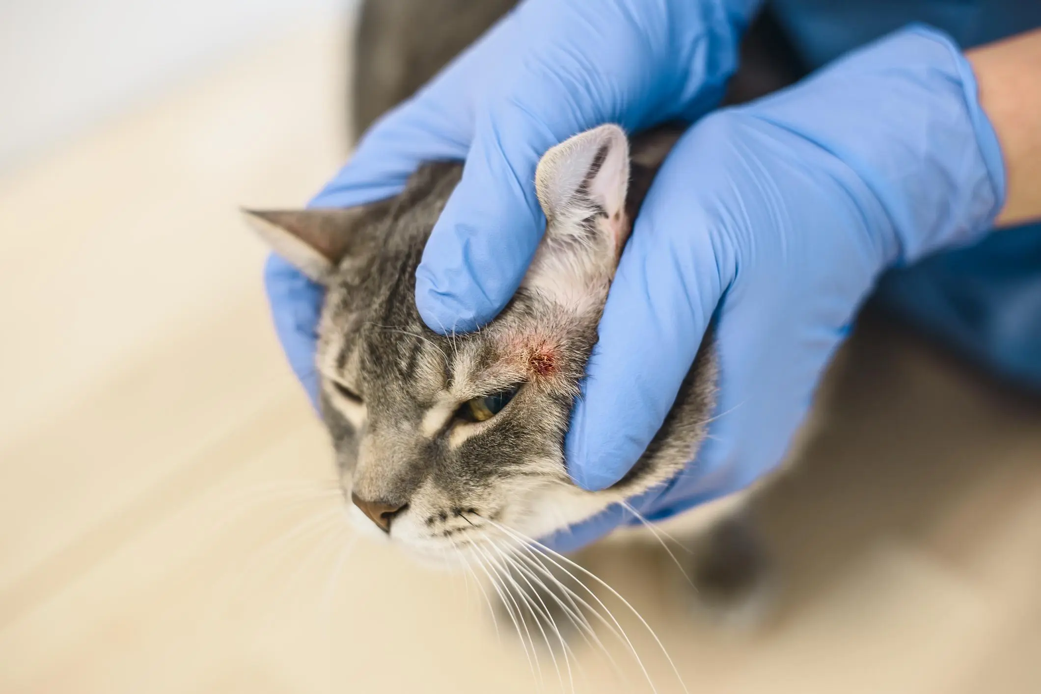 mi gato tiene parches sin pelo - Cómo se ve la sarna en los gatos