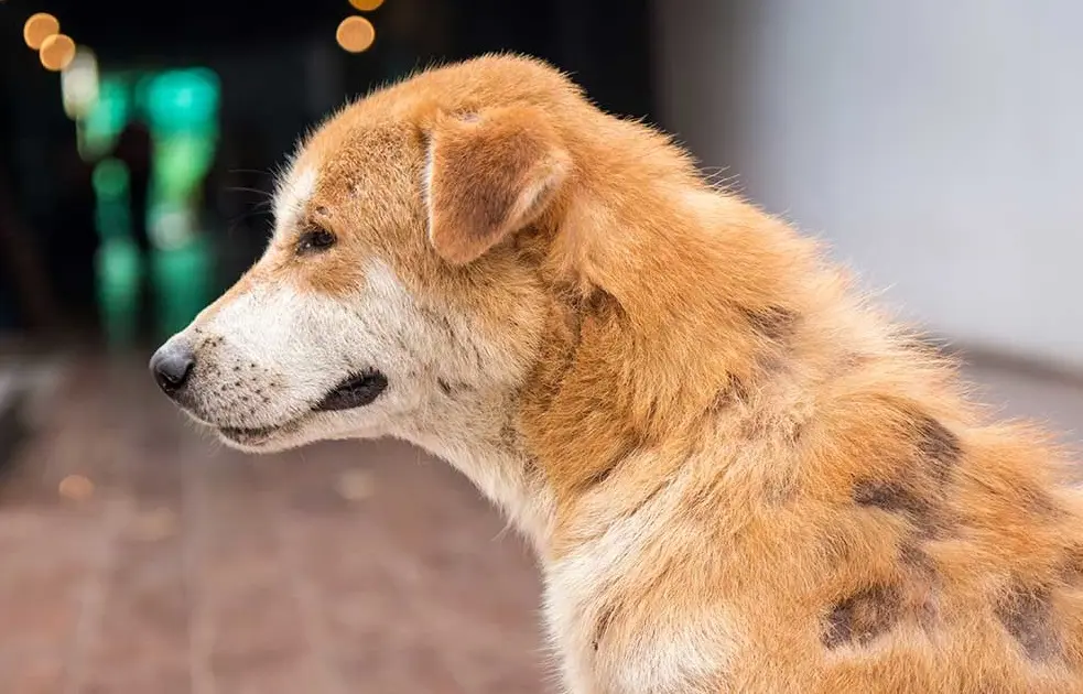 a mi perro le falta pelo en algunas partes - Cómo son los hongos en la piel de los perros