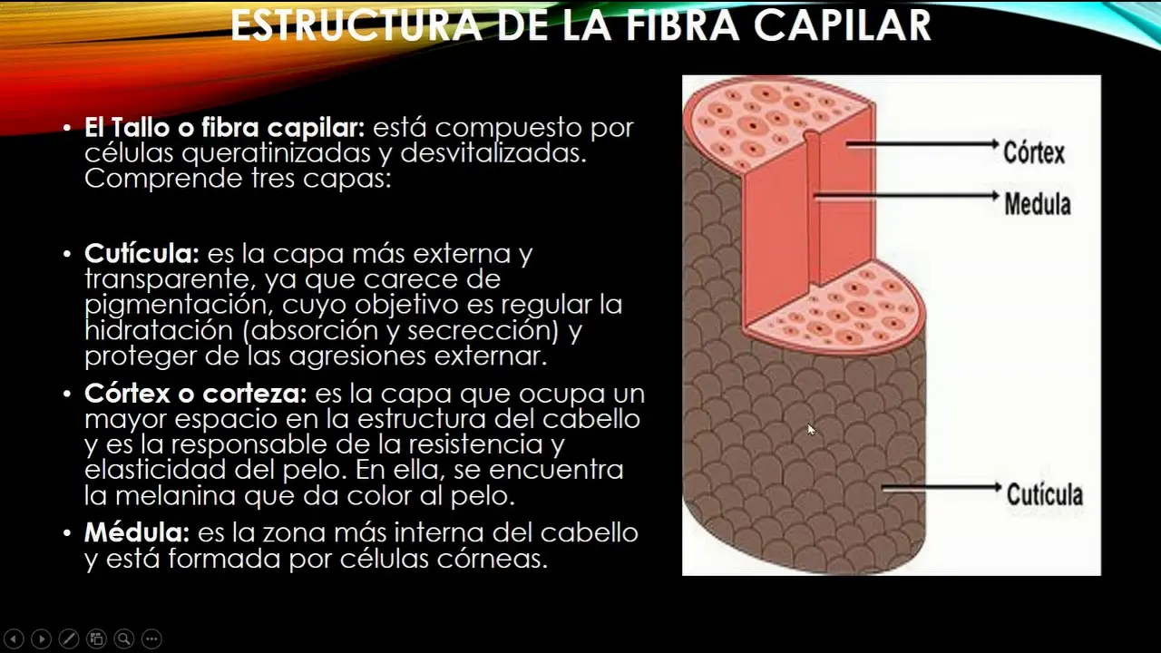 estructura de la fibra capilar - Cuál es la capa más importante de la fibra capilar