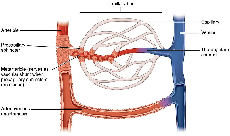 eab capilar y venoso - Cuál es la diferencia entre gasometría arterial y venosa