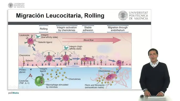 permeabilidad capilar serotonina - Cuál es la función de la serotonina en la inflamación