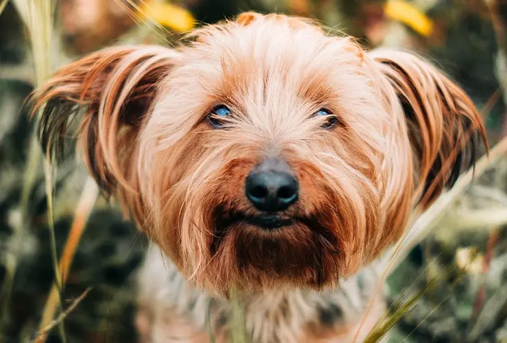 perro pelo de alambre - Cuál es la raza de perro Fox Terrier