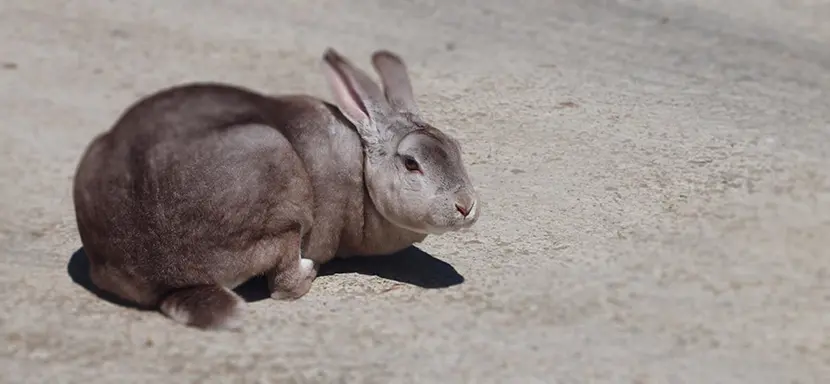 razas de conejos para carne piel y pelo - Cuáles son las razas de conejo productoras de piel