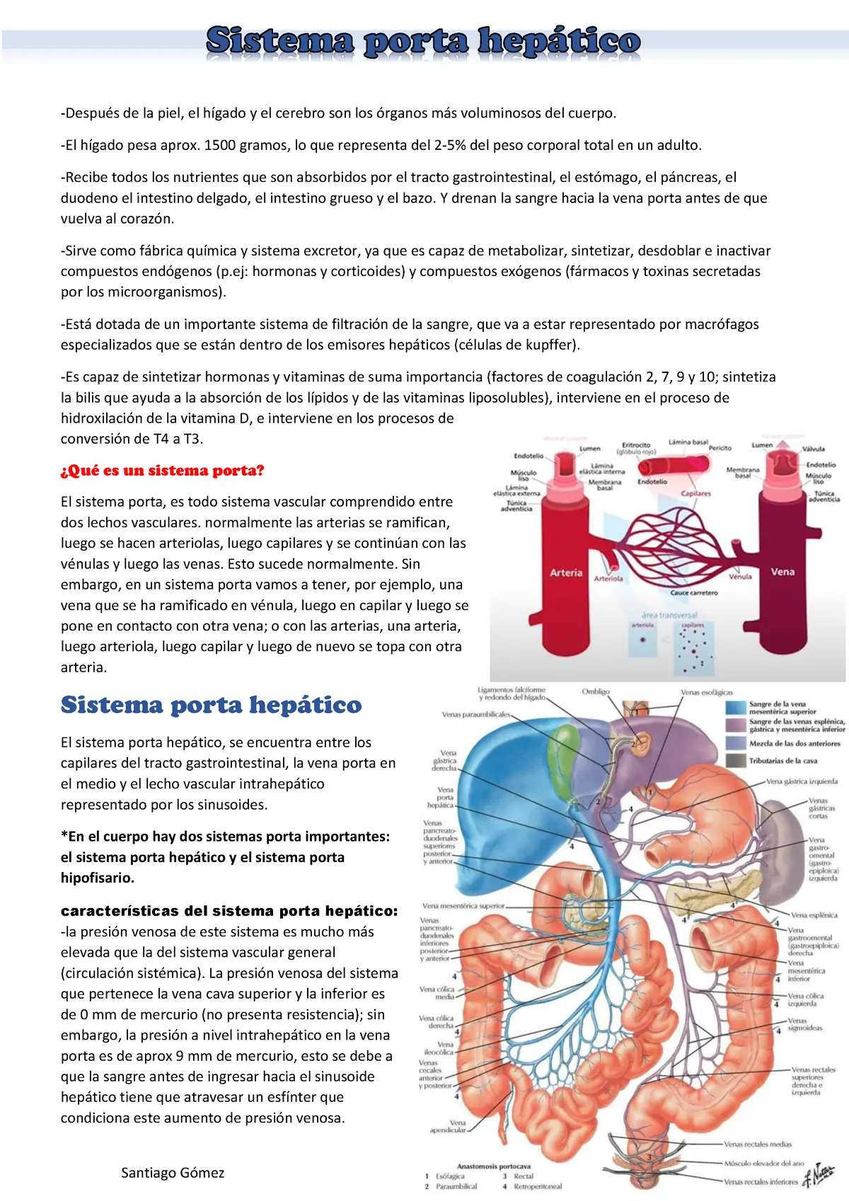 sistema porta hepatico primer y segundo plexo capilar - Cuáles son los tipos de sistema porta