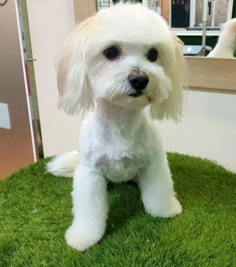 primer corte de pelo maltes - Cuándo bañar a un cachorro maltés