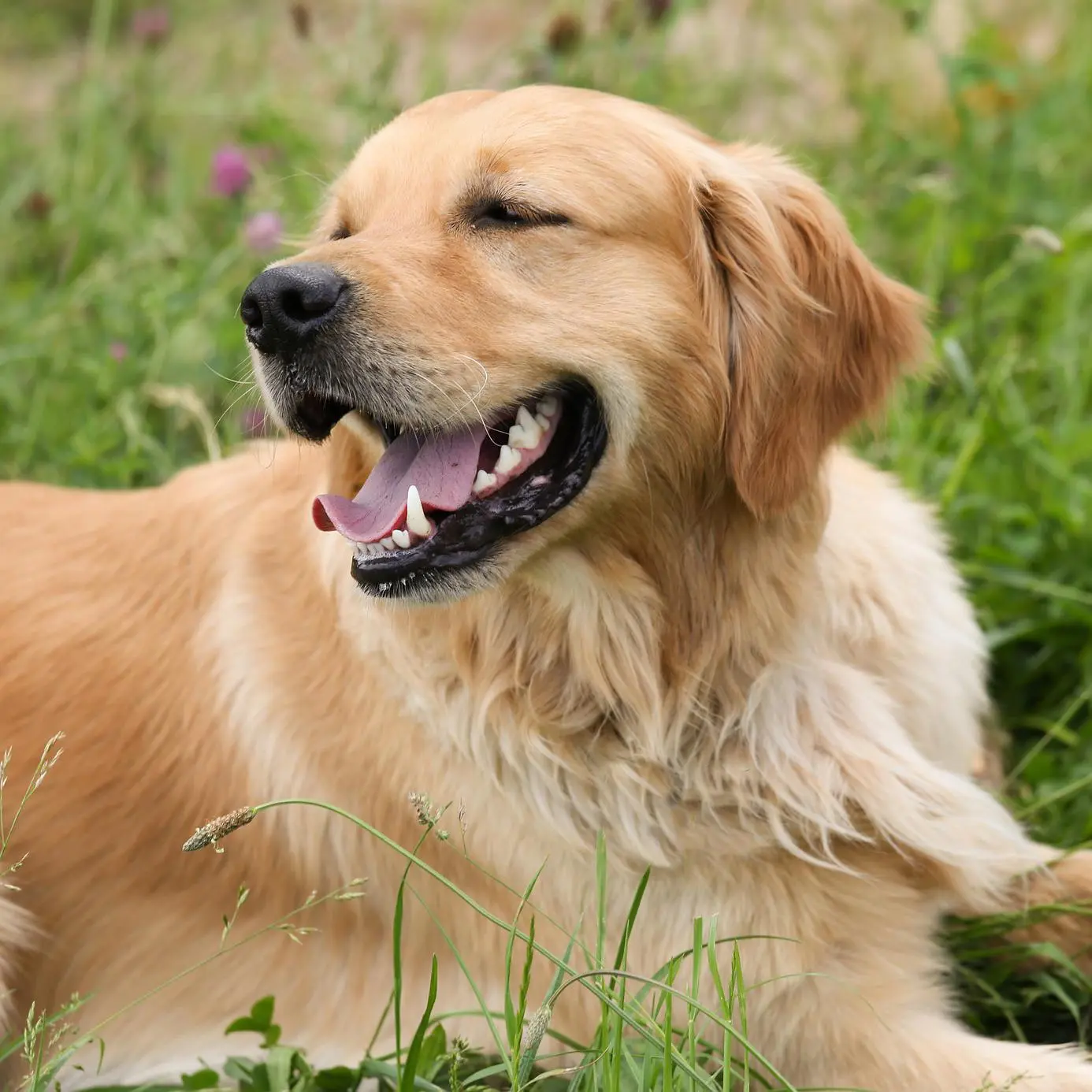 a que edad mudan el pelo los golden retriever - Cuándo cambian el pelo los golden retriever