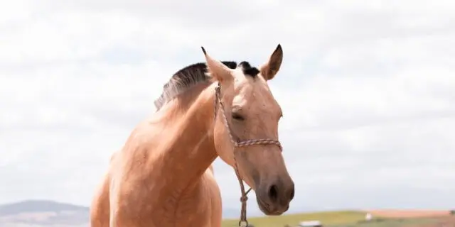 corte de pelo en caballos - Cuándo cortar las crines a un potro