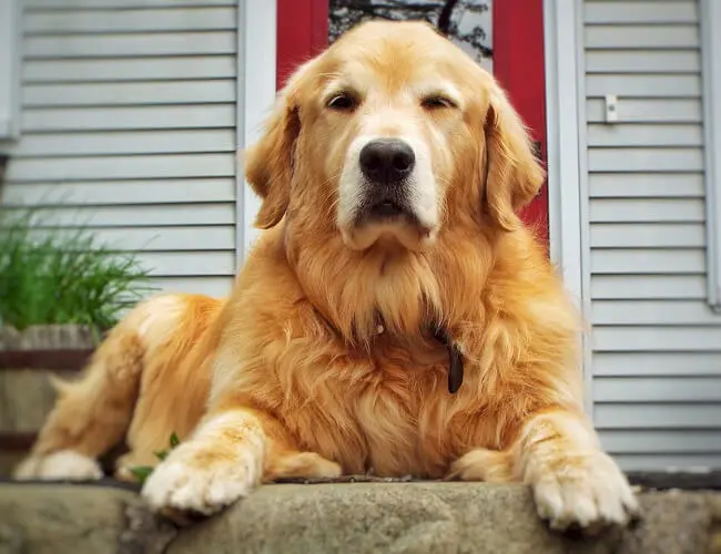 a que edad mudan el pelo los golden retriever - Cuándo deja de ser cachorro un golden retriever