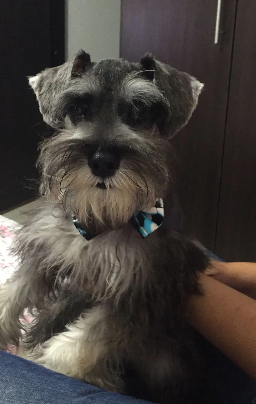 primer corte de pelo schnauzer - Cuándo deja de ser cachorro un Schnauzer miniatura