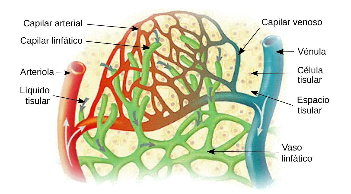 circulacion capilar formacion del liquido intersticial - Cuando el líquido intersticial es absorbido por los capilares linfáticos se convierte en
