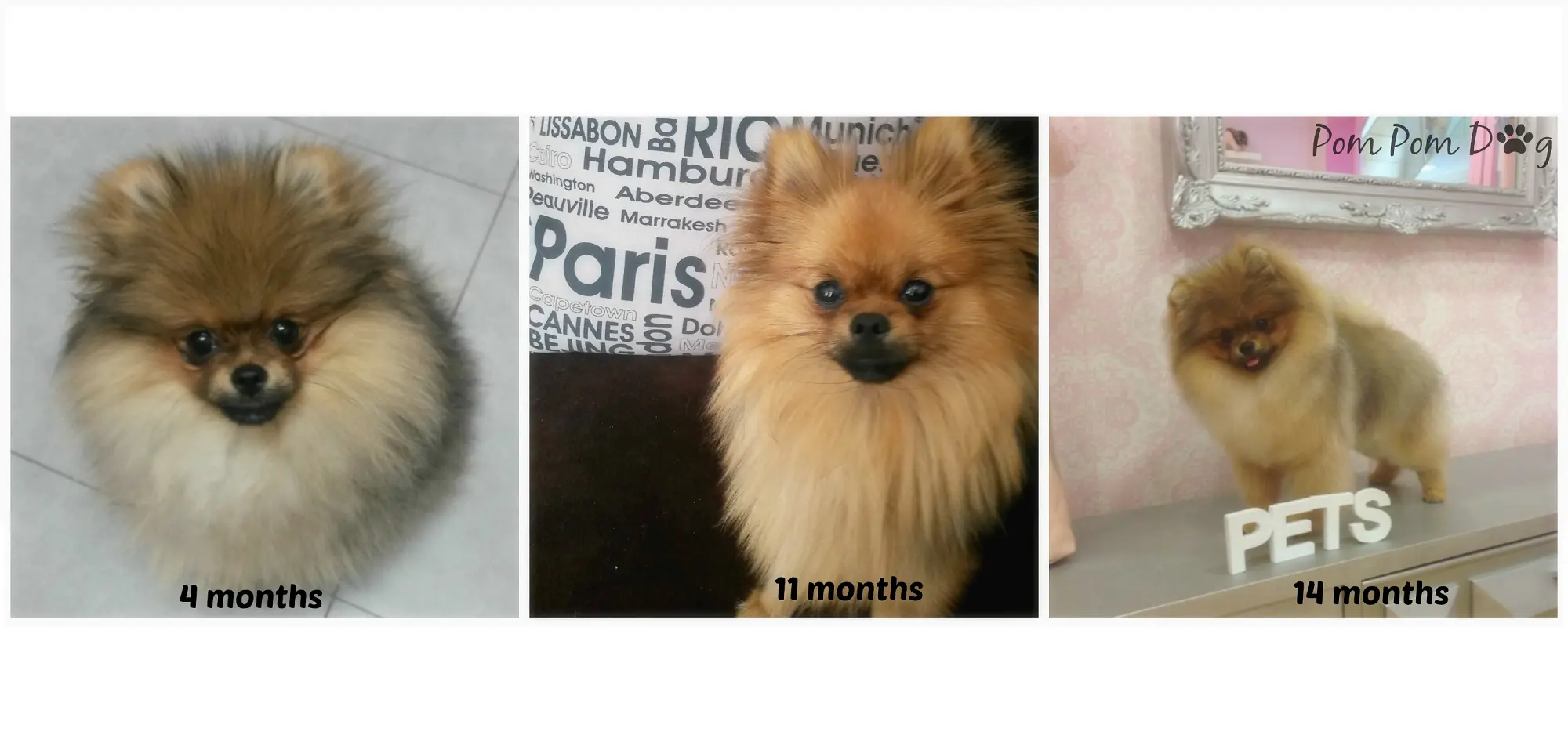 muda de pelo en perros pomerania - Cuándo se le cae el pelo a los Pomerania