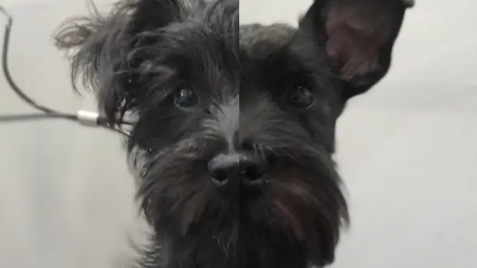 primer corte de pelo schnauzer - Cuando se les corta la cola a los schnauzer