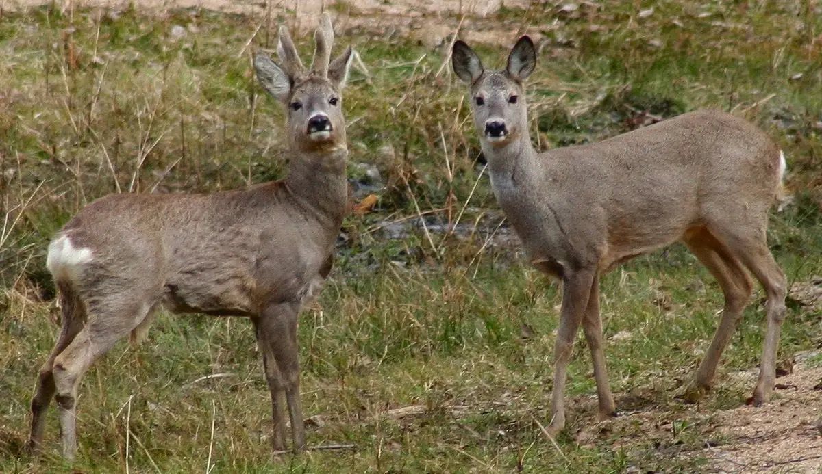 corzo con una descomunal peluca - Cuántas puntas puede tener un corzo