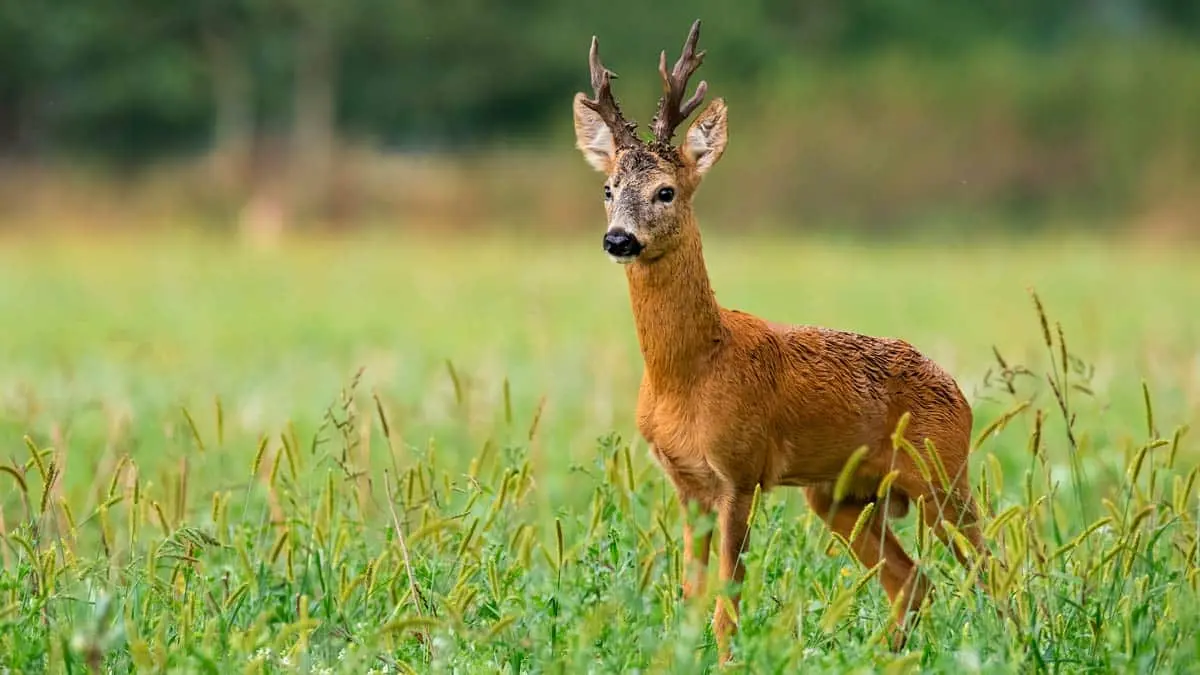 corzo con una descomunal peluca - Cuánto dura la vida de un corzo