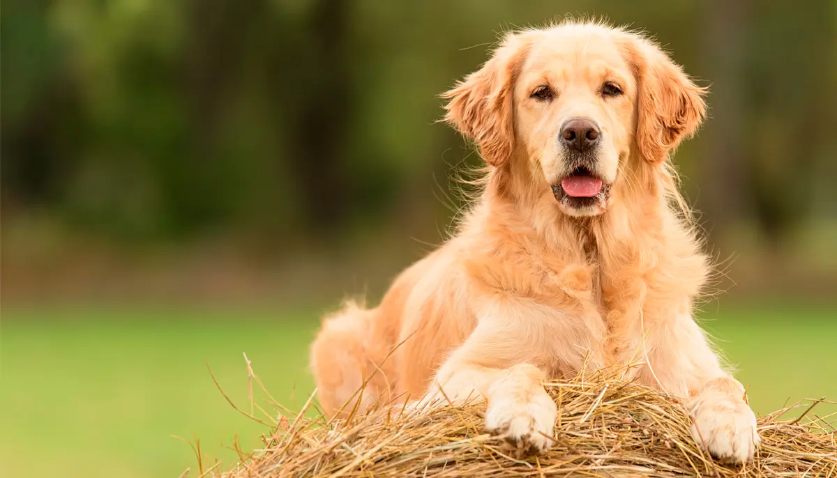 como hacer para que mi golden no bote tanto pelo - Cuánto pelo suelta un golden retriever