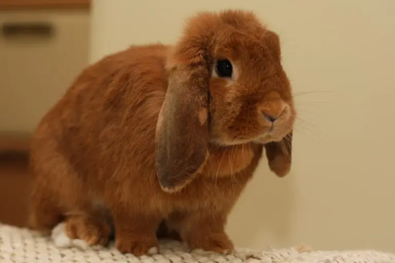 a mi conejo belier se le cae mucho el pelo - Cuánto tiempo de vida tiene un conejo belier