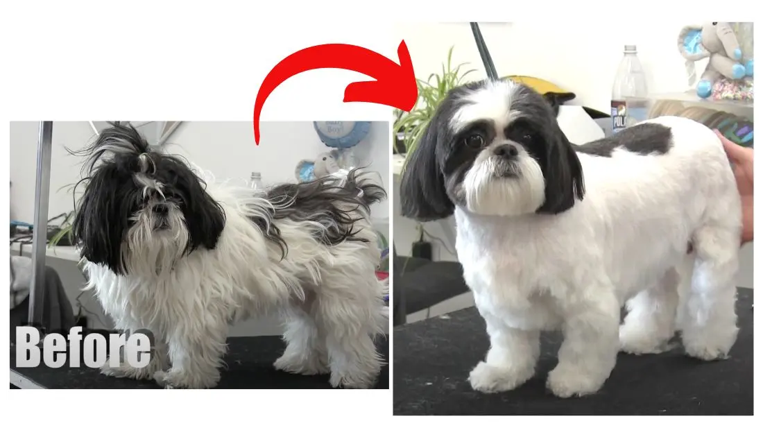 cuanto tiempo tarda en crecer el pelo de un shitzu - Cuánto tiempo tarda en volver a crecer el pelo de un Shih Tzu