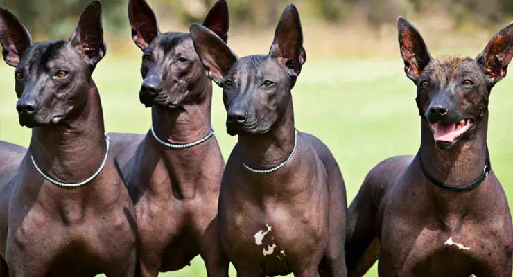 perro argentino sin pelo - Cuántos años viven los perros Pila