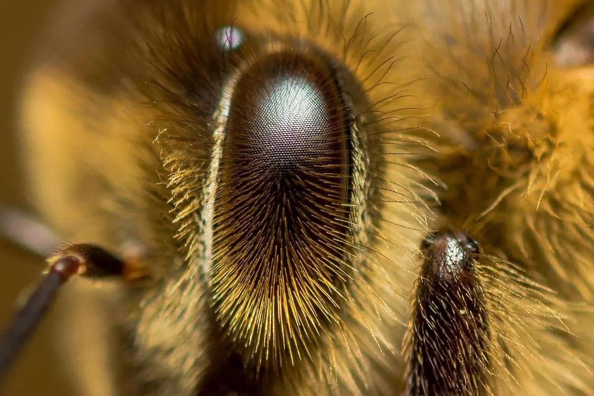 la abeja tiene pelo - Cuántos pelos tiene una abeja