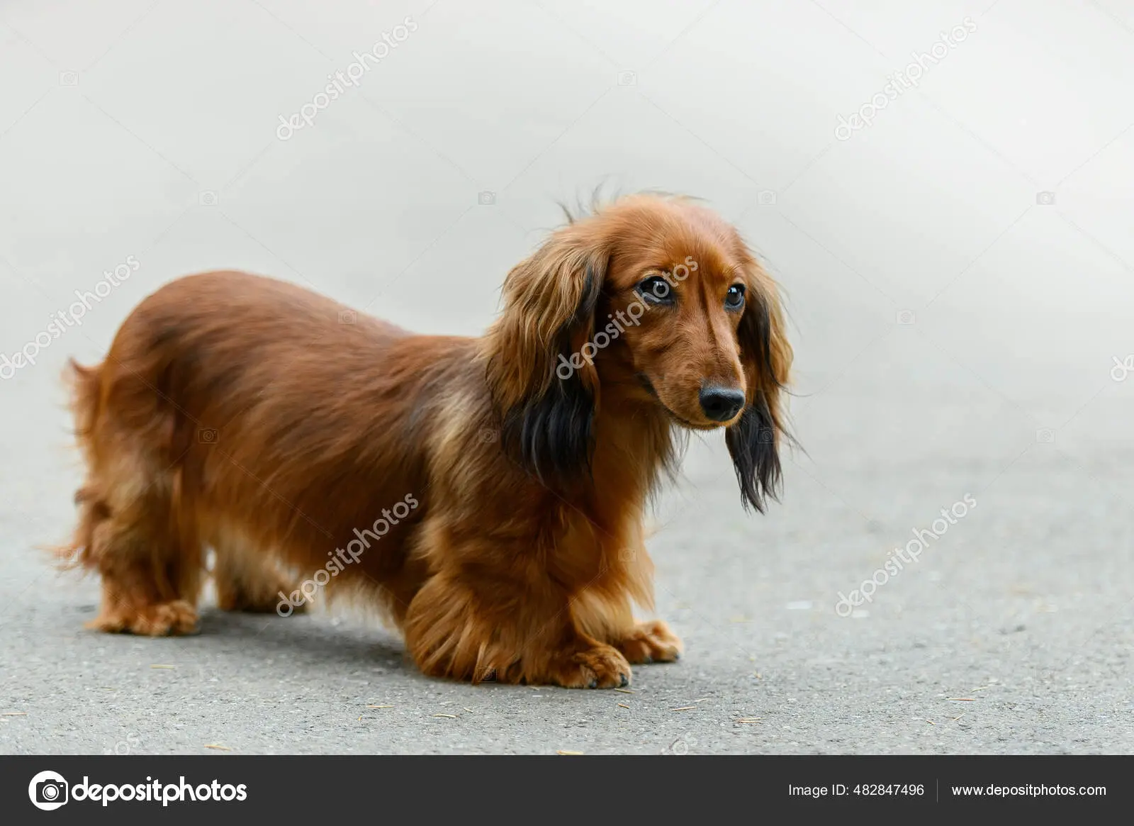 perro salchicha pelo largo - Cuántos tipos de perro salchicha hay