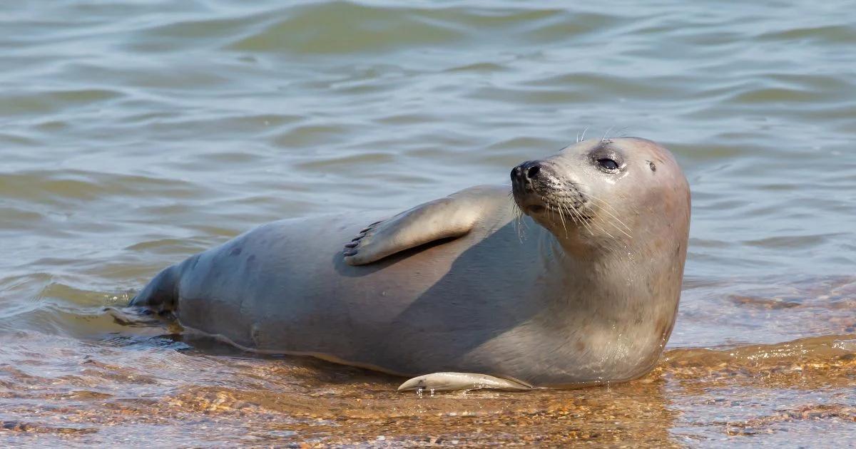 las focas tienen pelo - Dónde están los oídos de las focas