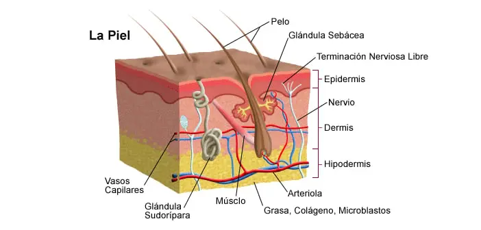 en que capa dela piel nace el pelo - Dónde nacen los pelos en la piel