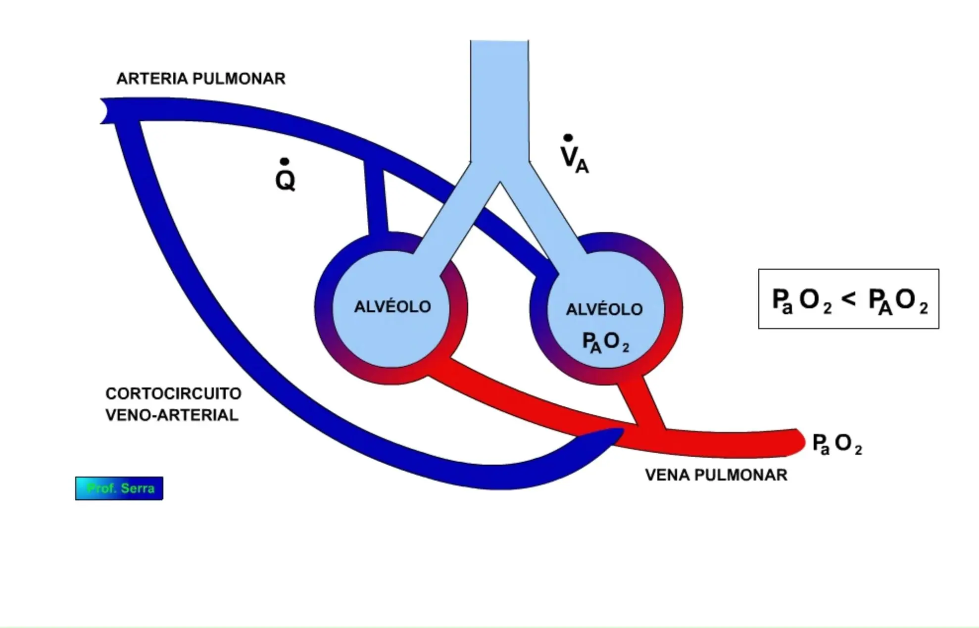 membrana alveolo capilar intercambio de gases - Dónde se realiza el intercambio de gases en los pulmones