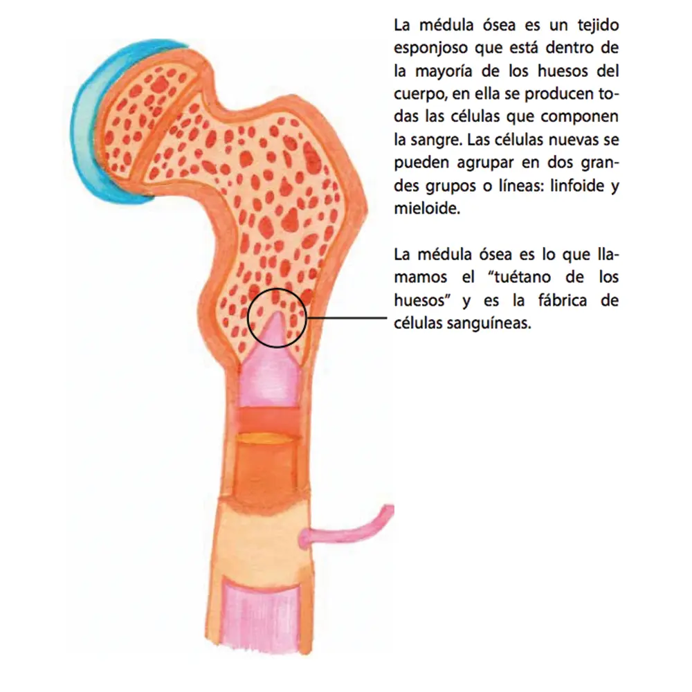 nor tipo de capilar presenta la medula osea - Dónde y que estructuras producen médula ósea