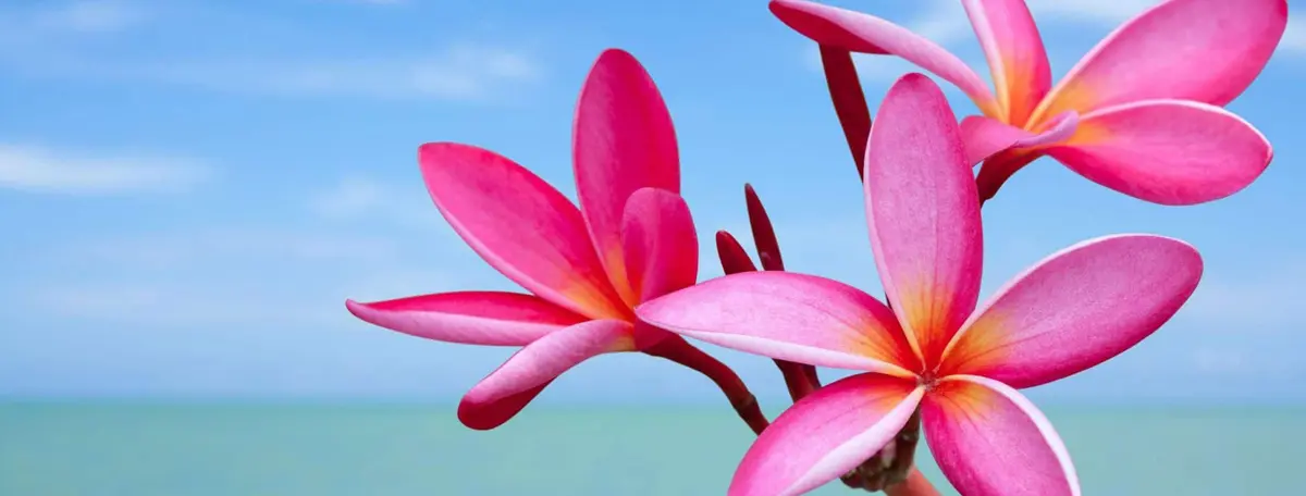 como hacer flores hawaianas para el pelo - En qué oreja llevas una flor hawaiana