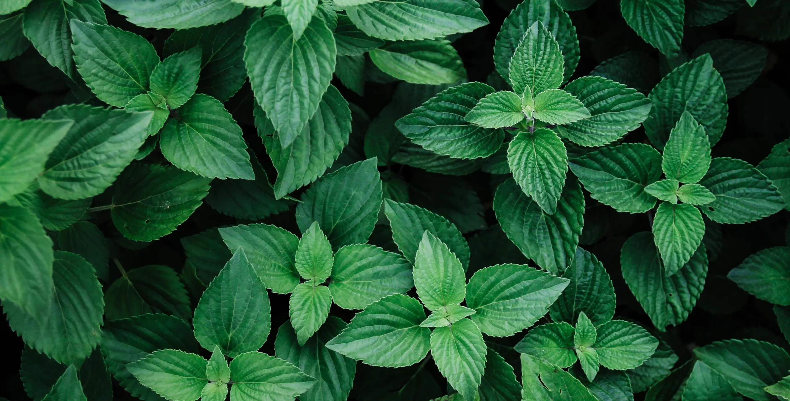 aceite de menta para el pelo mejor que el minoxidil - Es el aceite de menta tan eficaz como el minoxidil