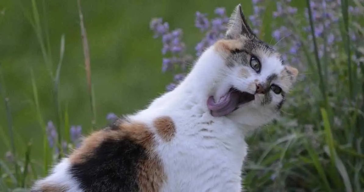 mi gato vomita bolas de pelo con frecuencia - Es normal que los gatos vomiten bolas de pelo todos los días