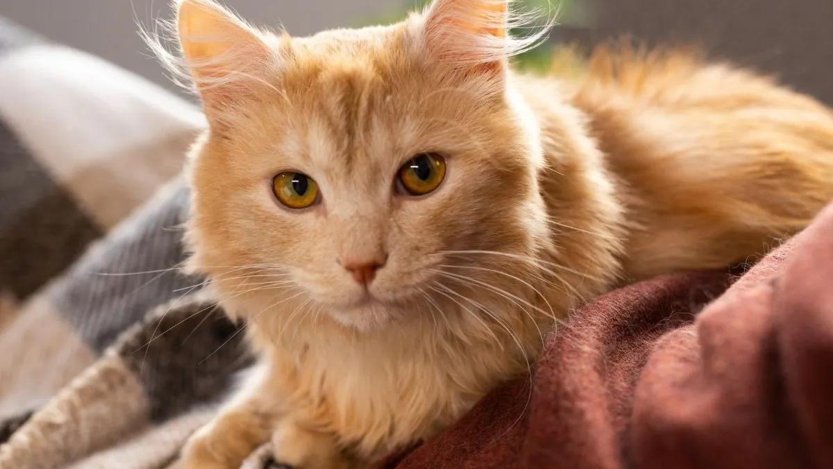 cuando un gato te lame el pelo - Por qué a los gatos les gusta el pelo