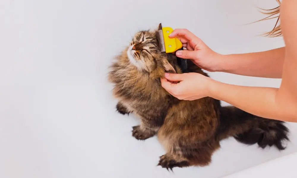 a los gatos se les debe cortar el pelo - Por qué los gatos no necesitan un corte de pelo