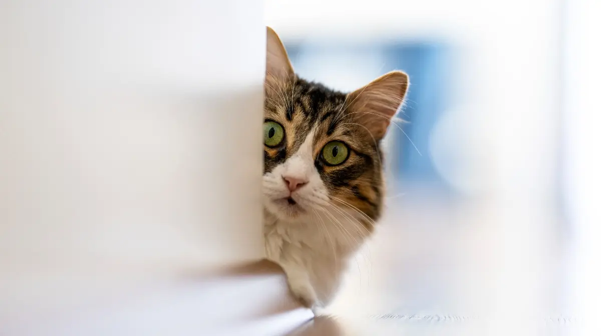 gatos con pelo en las orejas - Por qué los gatos tienen poco pelo en las orejas