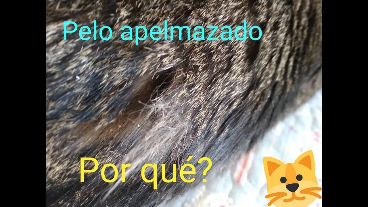 porque se apelmaza el pelo de los gatos - Por qué se le pone el pelo opaco a los gatos