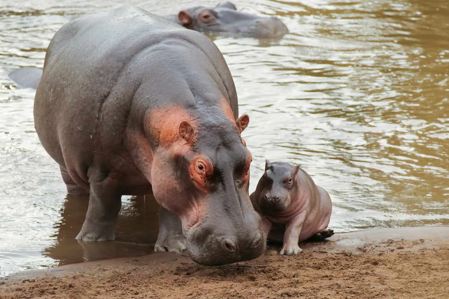 animales con piel sin pelo - Qué animal no tiene pelos en la piel