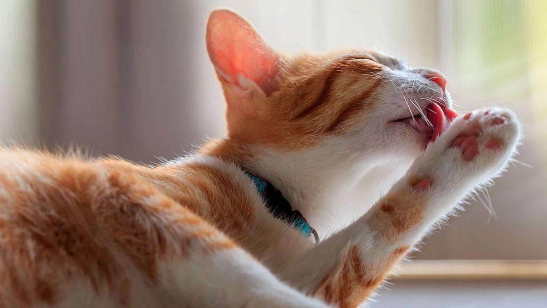 por que los gatos lamen el pelo - Que anuncian los gatos cuando se lamen