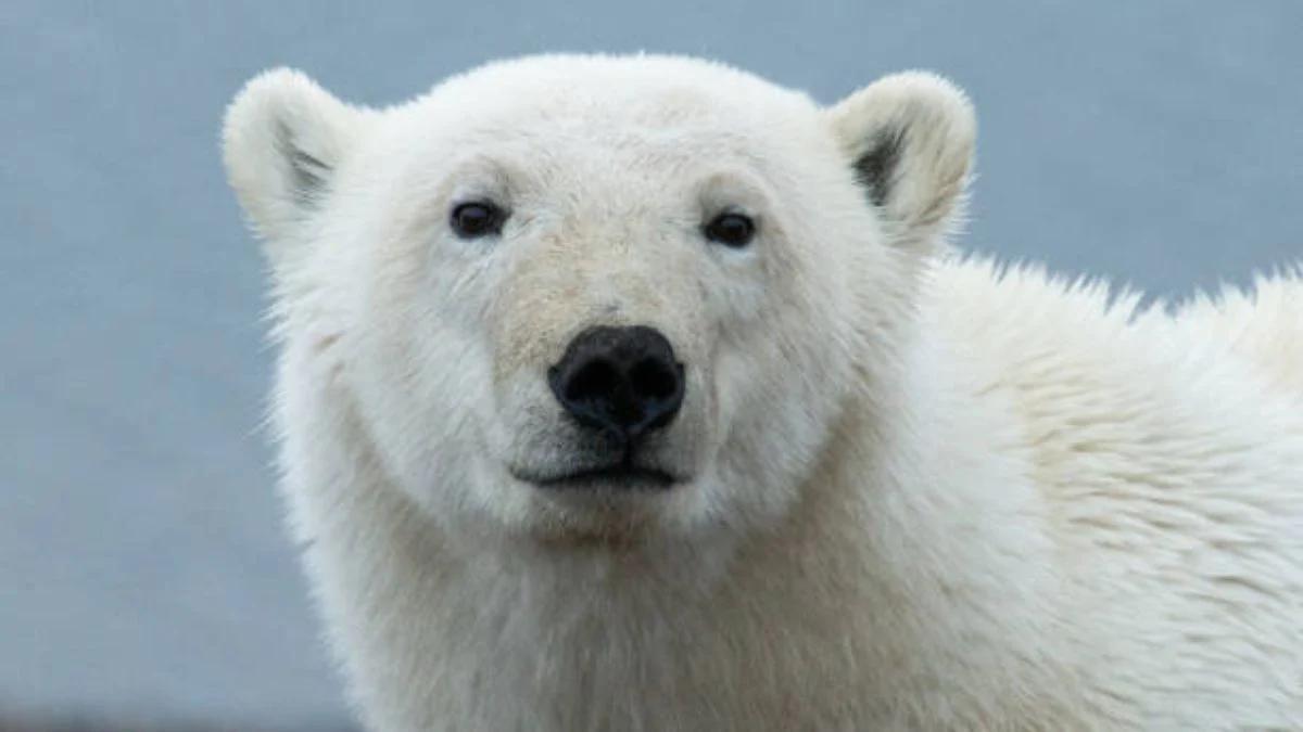 de que color es el pelo de los osos polares - Qué color son los osos polares