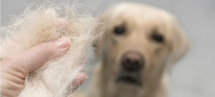 mi perro tiene sarpullido y se le cae el pelo - Que darle a un perro cuando tiene sarpullido