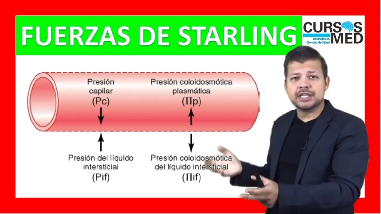 equilibrio capilar de starling - Que determinan las fuerzas de Starling