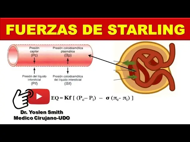 fuerzas de frank starling capilar sistemico - Qué dice el mecanismo de Frank Starling