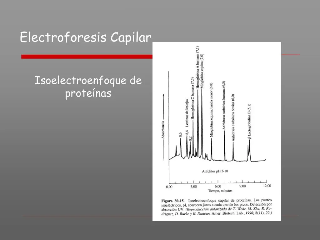 isoelectroenfoque capilar imágenes - Qué diferencia hay entre gel de agarosa y gel de acrilamida