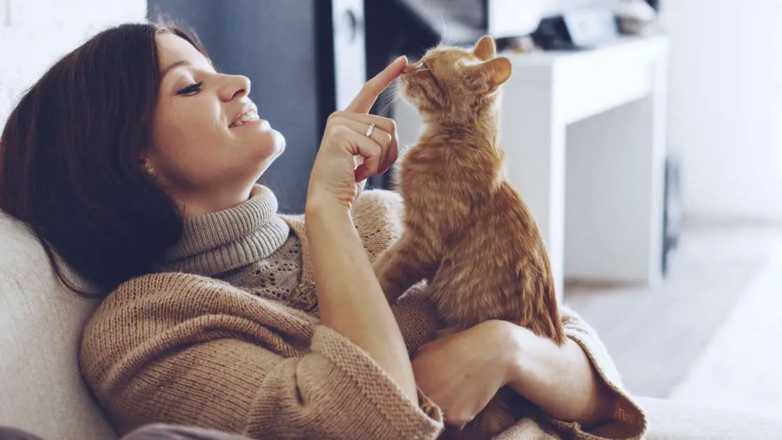 como quitar pelo de gato de las sábanas - Qué es bueno para quitar el pelo de gato de la ropa