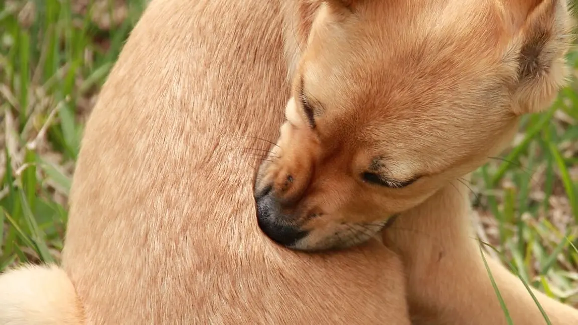 mi perro tiene sarna y se le cae el pelo - Qué es bueno para quitar la sarna en los perros